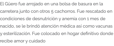 El Güero fue arrojado en una bolsa de basura en la carretera junto con otros 5 cachorros. Fue rescatado en condiciones de desnutrición y anemia con 1 mes de nacido, se le brindó atención médica así como vacunas y esterilización. Fue colocado en hogar definitivo donde recibe amor y cuidado